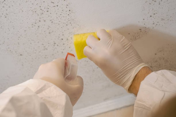 Best Commercial Mold Inspection  in Franklinton, NC